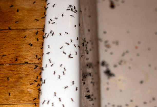 Best Pest Inspection Near Me  in Crooked Lake Park, FL